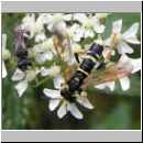 Tenthredo omissa - Blattwespe m01.jpg